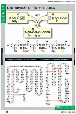 Таблицы демонстрационные "Белки и нуклеиновые кислоты"